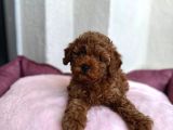 Denizli Poodle Evinden Oyuncak Boy Poodle Bebekler