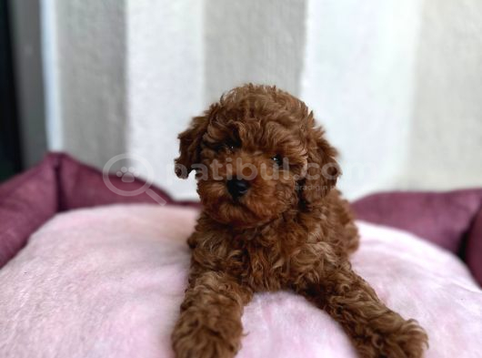 Denizli Poodle Evinden Oyuncak Boy Poodle Bebekler görsel