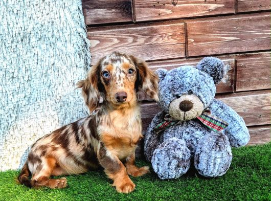 Long Hair Dachshund görsel