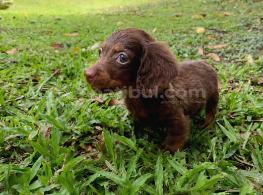 Seçkin Kan Hattın Çikolata Longhair Dachund Yavrular görsel