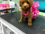Yavru Poodle