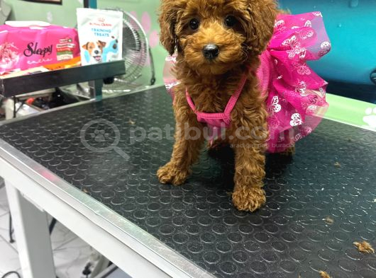 Yavru Poodle görsel