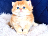 Saf Kan British Shorthair Ve Longhair Golden