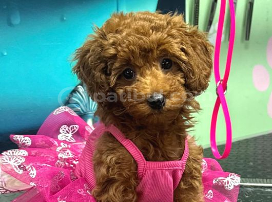 Yavru Poodle