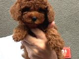 Kore toy poodle yavrular