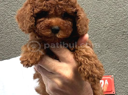 Kore toy poodle yavrular