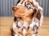 Long hair dachshund