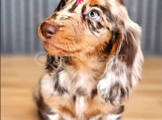 Long hair dachshund