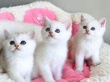 Show Kalite Maviş Ns1133 British Shorthair Bebekleirm