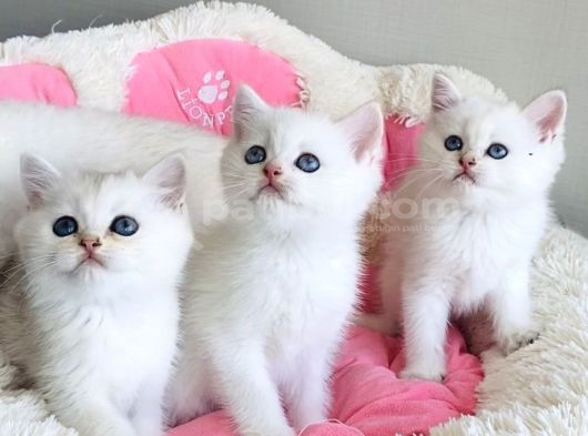 Show Kalite Maviş Ns1133 British Shorthair Bebekleirm görsel