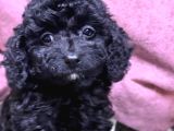 Kore Toy Poodle Yavrular