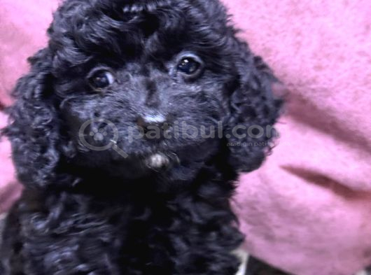 Kore Toy Poodle Yavrular görsel