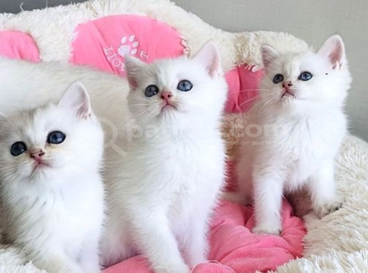 Show Kalite Maviş Ns1133 British Shorthair Bebekleirm görsel