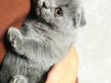 Orjinal Son Yavrumuz Koca Kafalı Scottish Fold Ankara