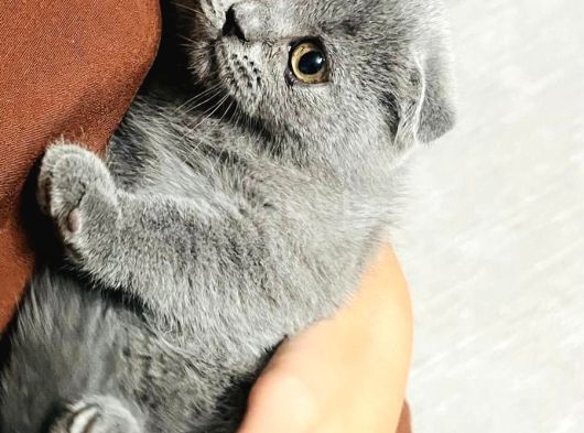Orjinal Son Yavrumuz Koca Kafalı Scottish Fold Ankara görsel