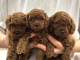TOY POODLE SEVİMLİ YAVRULAR EV ÜRETİMİ