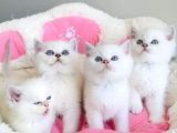 Show Kalite Maviş Ns1133 British Shorthair Bebekleirm