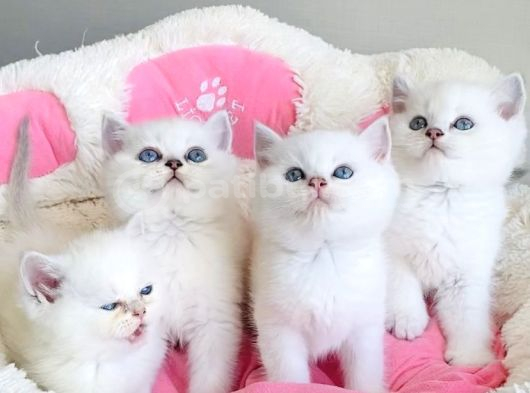 Show Kalite Maviş Ns1133 British Shorthair Bebekleirm görsel