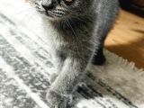 Orjinal Son Yavrumuz Koca Kafalı Scottish Fold Ankara