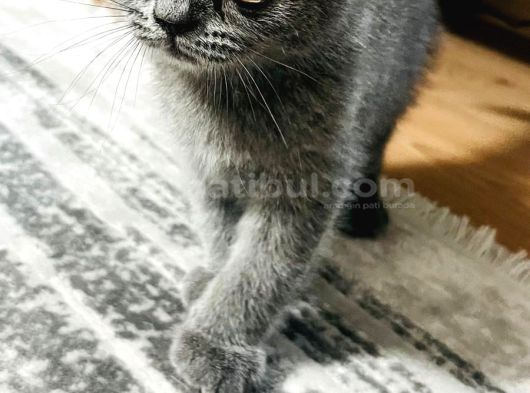 Orjinal Son Yavrumuz Koca Kafalı Scottish Fold Ankara görsel