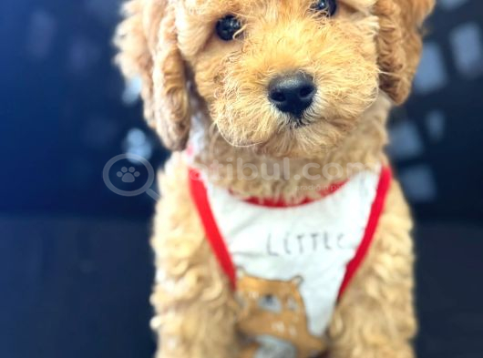 MALTİPOO CİNSİ YAVRULAR EV ÜRETİMİ