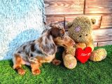 Long Hair Dachshund