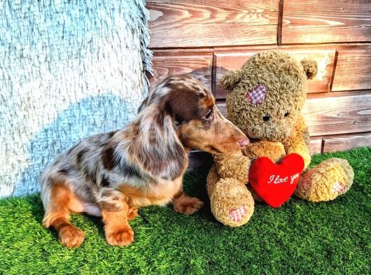 Long Hair Dachshund görsel