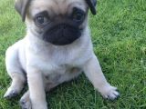 MOPS PUG CİNSİ YAVRULAR