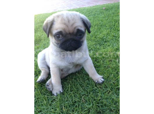 Mops Pug Ci̇nsi̇ Yavrular