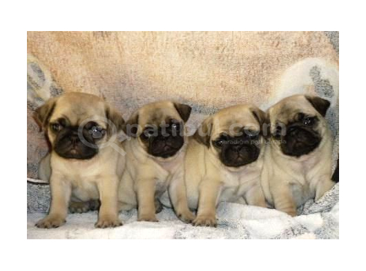 Pug Mops Yavrular Ev Üreti̇mi̇ görsel