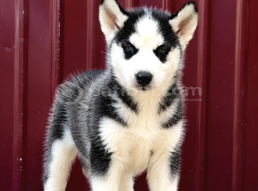 Harika sibirya kurdu - Husky