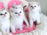 Show Kalite Maviş Ns1133 British Shorthair Bebekleirm