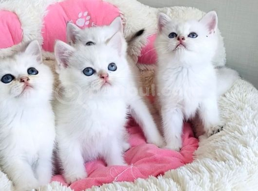 Show Kalite Maviş Ns1133 British Shorthair Bebekleirm görsel