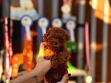 A Kalite Poodle Kore Teacup Yavrularımız