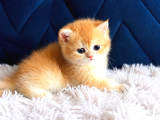 Saf Kan British Shorthair Ve Longhair Golden