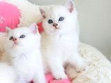 Show Kalite Maviş Ns1133 British Shorthair Bebekleirm