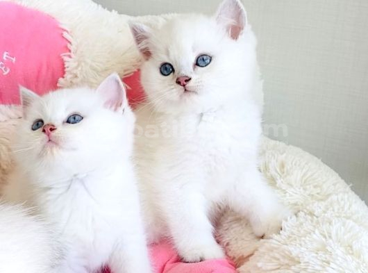 Show Kalite Maviş Ns1133 British Shorthair Bebekleirm görsel