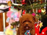 A Kalite Poodle Kore Teacup Yavrularımız