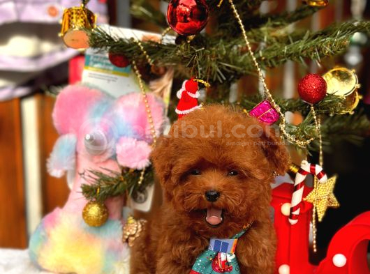 A Kalite Poodle Kore Teacup Yavrularımız görsel
