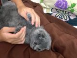Orjinal Son yavrumuz Koca Kafalı Scottish Fold Ankara