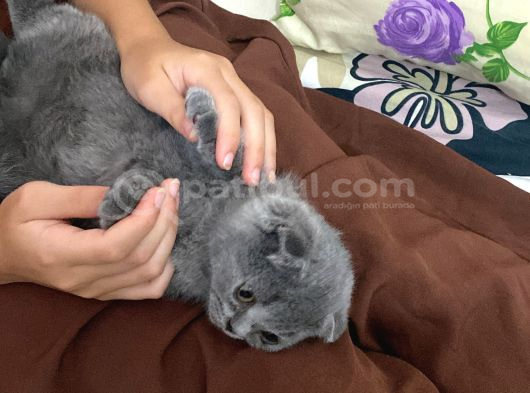 Orjinal Son yavrumuz Koca Kafalı Scottish Fold Ankara