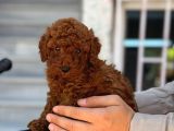 Kore Toy Poodle Yavrular