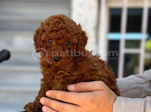 Kore Toy Poodle Yavrular görsel