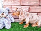 Long Hair Dachshund