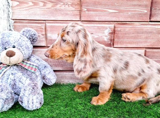 Long Hair Dachshund görsel