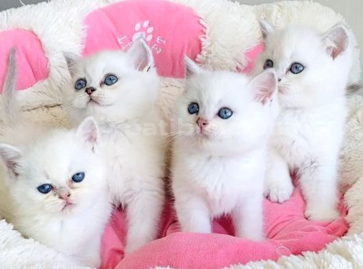 Show Kalite Maviş Ns1133 British Shorthair Bebekleirm görsel