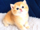 Saf kan British shorthair ve longhair golden