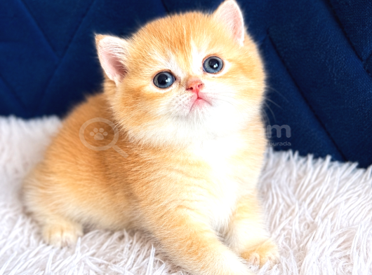 Saf kan British shorthair ve longhair golden
