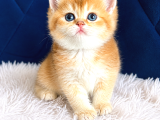 Saf Kan British Shorthair Ve Longhair Golden