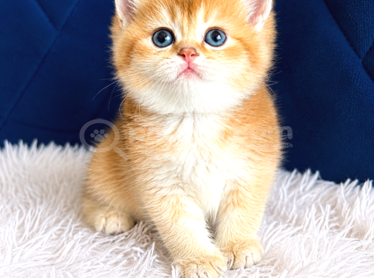 Saf Kan British Shorthair Ve Longhair Golden görsel